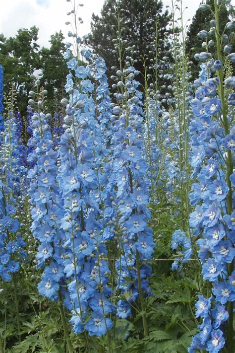 Top 10 Perennial Flowers That Are Easy To Grow