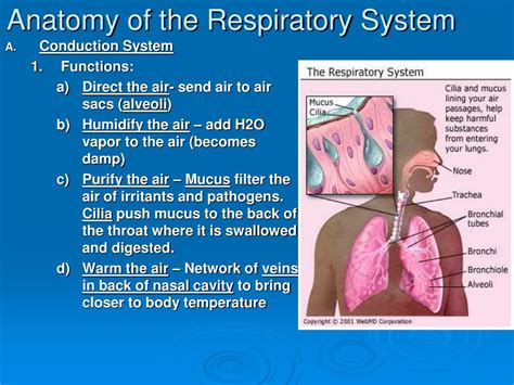 Respiratory System Facts For Kids