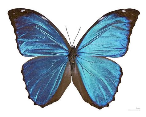 Mariposa Morfo Azul Ecured