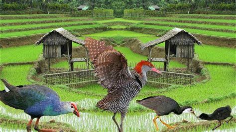 Burung sawah - YouTube