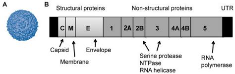 The Structure A And 11 Kb Long Rna Genome B Of West Nile Virus Download Scientific Diagram