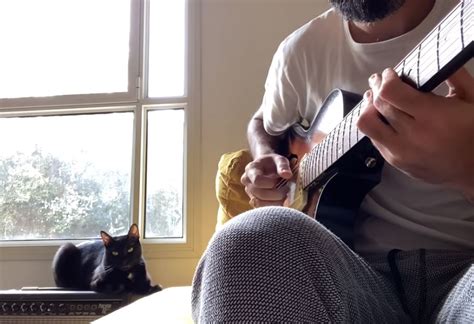 This Cat Is Showing Off His Musical Skills By Singing The Blues Free Beer And Hot Wings