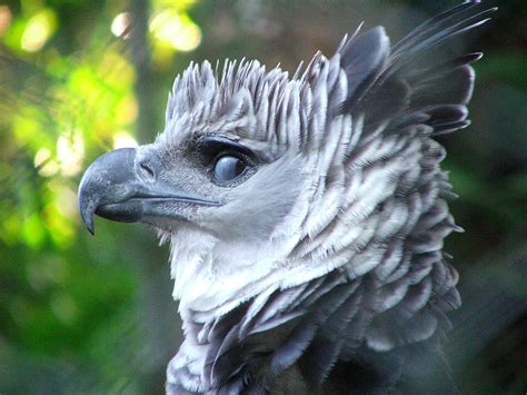 Harpy Eagle Rpicsofunusualbirds