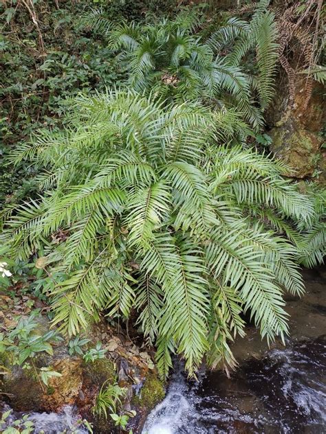 Osmunda Vachellii Hook Plants Of The World Online Kew Science