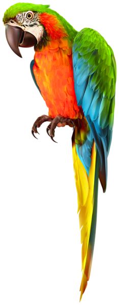 Parrot Png Image Transparent Image Download Size 234x600px