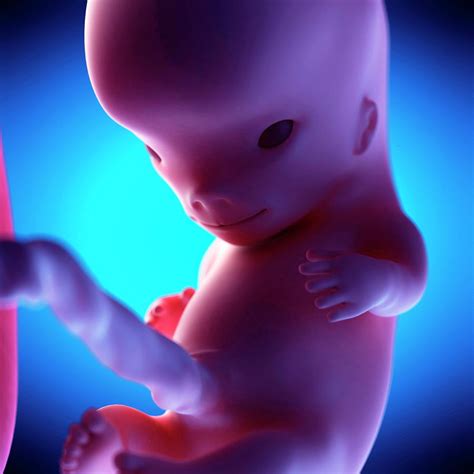 Human Fetus At Week 10 Of Gestation Photograph By Sebastian Kaulitzki