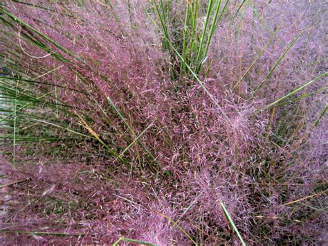 Gulf Muhly Named New Texas Superstar Plant Agrilife Today
