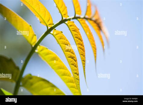 A Young Leaf Of Black Walnut Tree Stock Photo Alamy