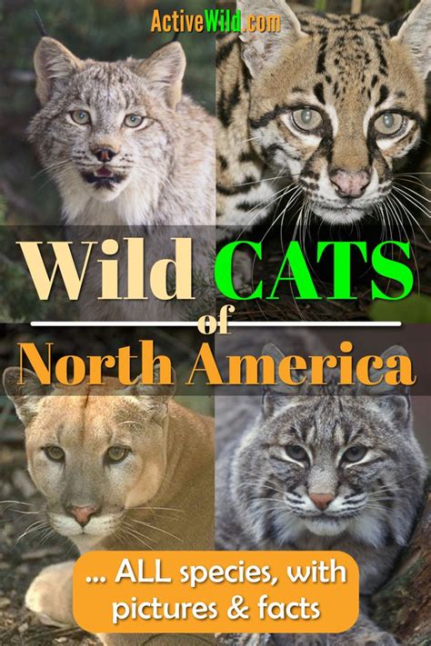 Wild Cats Of North America All North American Cats List Pictures