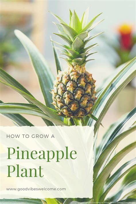 How To Grow A Pineapple Plant Good Vibes Welcome