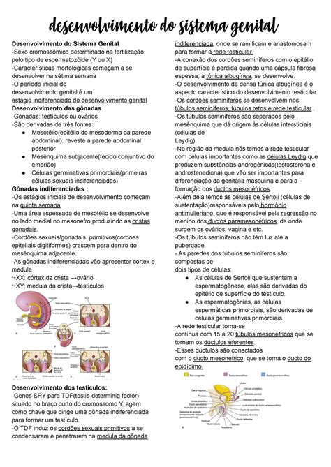 Desenvolvimento do Sistema Genital Cordões sexuais gonadais primitivos cordoes epiteliais Studocu