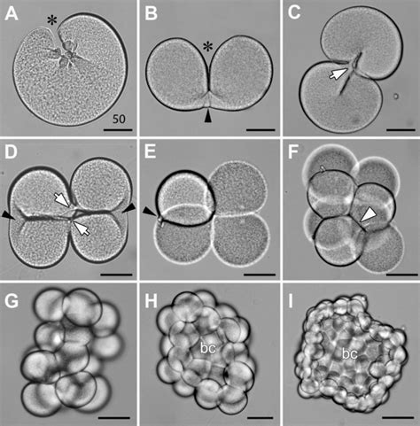 Cleavage Divisions To Form The Early Blastula Download Scientific Diagram