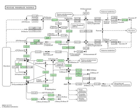 Kegg Pathway Pentose Phosphate Pathway Homo Sapiens Human