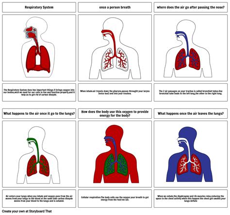 Respiratory System Storyboard By Abb20f23