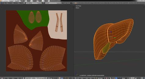 What is the best diet without a gallbladder? Anatomy - Human Liver and Gallbladder (With images ...