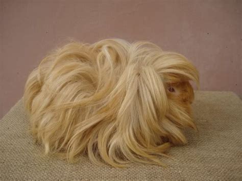 10 Guinea Pigs With The Most Majestic Hair Ever Bored Panda