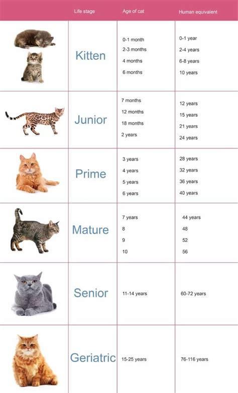 Famotidine For Cats Dosage Chart It Was Excellent Personal Website