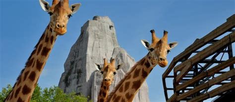The Importance of Zoos in Conservation - Women Daily Magazine