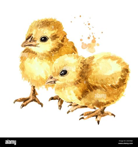 Two Small Fluffy Yellow Chickens Hand Drawn Watercolor Illustration