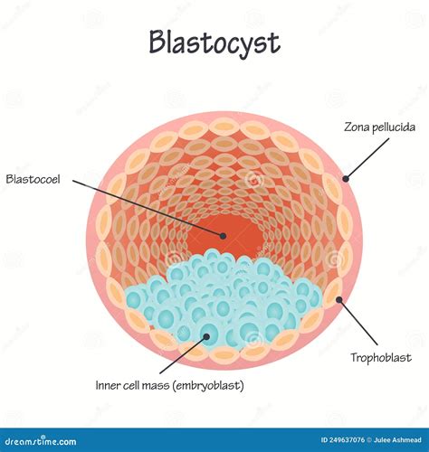 Blastocyst Vector Diagram Stock Vector Illustration Of Blastocyst
