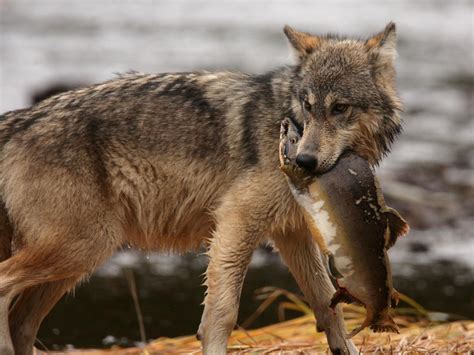The unique ecology of human predators
