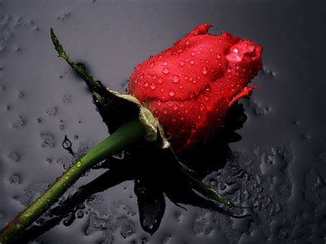 Cute Rose Wallpaper Gallery Online News Icon
