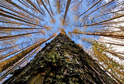 Worm S Eye View Of Trees During Daytime Hd Wallpaper Wallpaper Flare