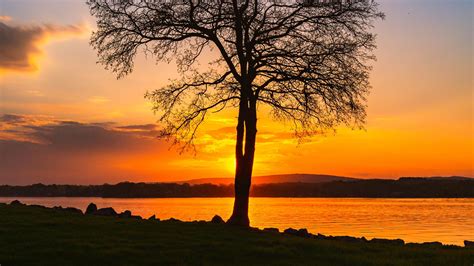 Download Wallpaper 1920x1080 Tree Lake Sunset Shore Evening Landscape Full Hd Hdtv Fhd