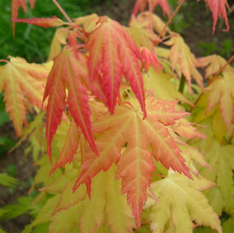 You want a natural looking four season plant with good fall color. Acer palmatum 'Orange Dream' Orange Dream Japanese Maple ...