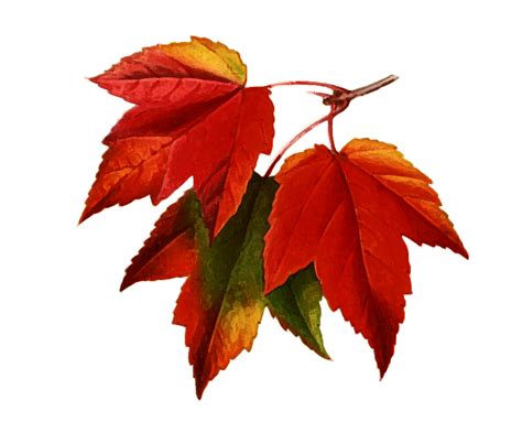 Autumn Watercolor Png Png Image Collection