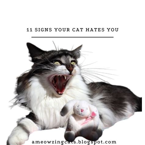 11 Signs Your Cat Hates You Understanding Feline Behavior