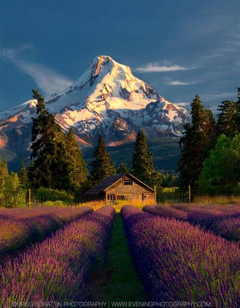 Mt Hood And Lavender Fields Oregon By Greg Boratyn On 500px 🌸🇺🇸
