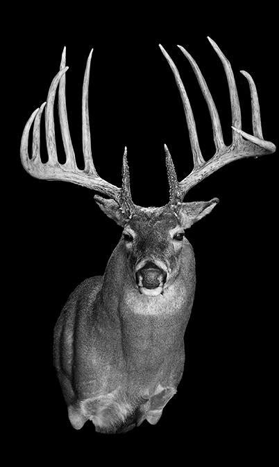 Whitetailwednesday 7 World Class Bucks Known Only From