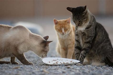 Cats Eating Food Pic Cats Cat Sanctuary Feral Cats