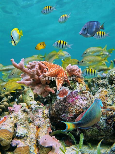 Underwater Sea Life Colors Poster By Seaphotoart Redbubble