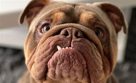 Bulldog Guide Exercise Needs Stories And Tips Borrowmydoggy