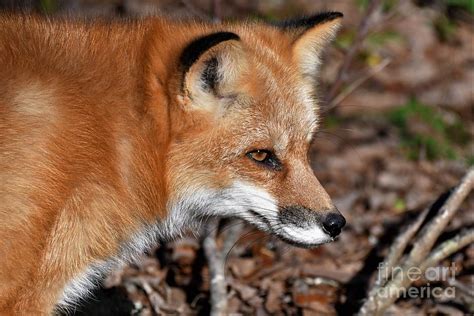 Red Fox Photograph By Julie Adair Fine Art America