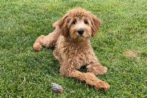 The F2b Goldendoodle Getting To Know This Teddy Dog