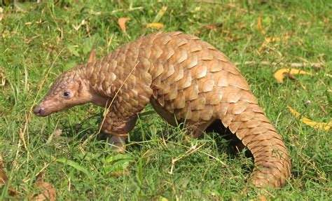 Despite its scaly appearance, this species is a mammal, not a reptile. Protections for the pangolin may threaten an already ...