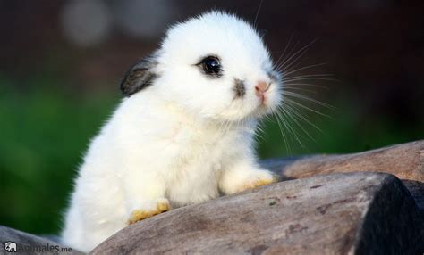 Conejo Blanco Animalesme