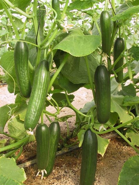 Wikipedia article about cucumber on wikipedia. Cool as a cucumber: New varieties are fruit of the vine ...