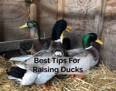 The Best Food To Feed Wild Ducks Pet Food Guide