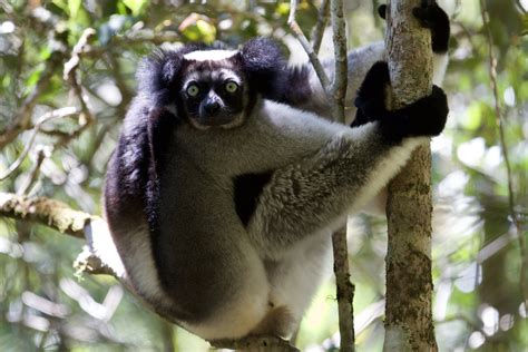 Lemur Tales — Planet Madagascar