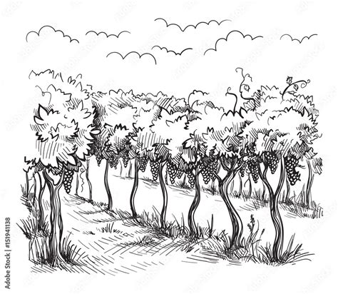 Rows Of Vineyard Grape Plants In Graphic Style Hand Drawn Vector