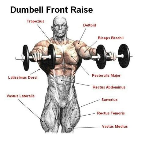 Dumb Bell Front Raise Fitness Shoulder Workout Bodybuilding