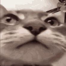 Cat Stare GIF Cat Stare Close Discover Share GIFs
