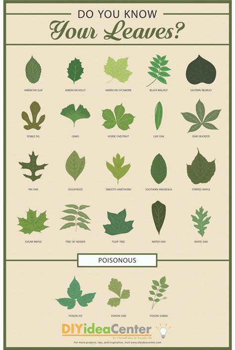 Aug 11, 2016 · along with their arrangement on a stem, leaves are described in terms of their shape and their edge. Pin on Gardening Ideas & DIY Gardens