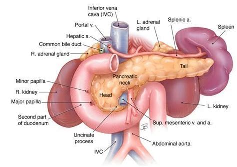 Anatomy And Histology Of The Pancreas The Pancreapedia Medical Anatomy Human Anatomy And