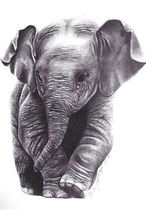 Elephant Pencil Print Baby Elephant Drawing Elephant Drawing Animal