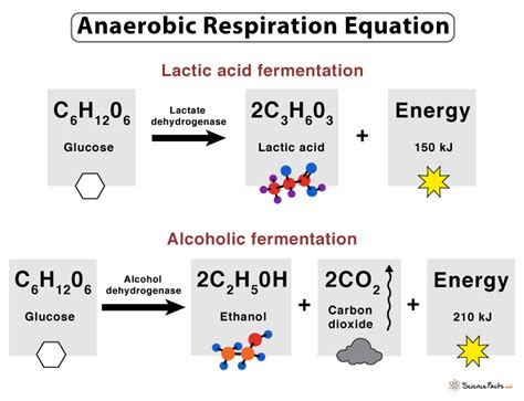 Anaerobic Respiration Definition Equation Steps Examples